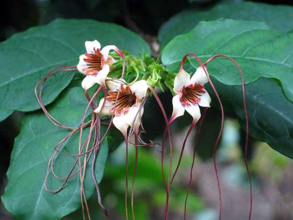 Строфант комбе Strophanthus kombe
