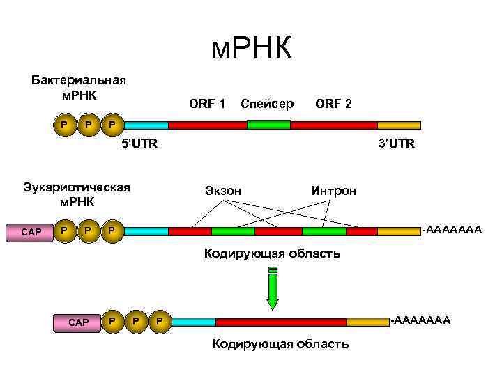 На матрице рнк происходит. Структура ИРНК эукариот. Матричная РНК строение. Матричная РНК схема. Структура м РНК У эукариот.