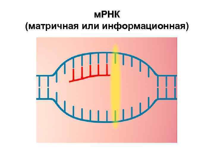 На матрице рнк происходит. Матричная РНК строение. Информационная или матричная РНК. Строение МРНК. Информационная РНК строение.