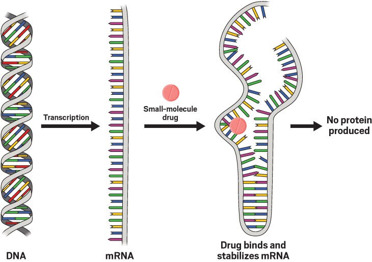 Разрушение рнк. Структура матричной РНК эукариот. Матричная РНК строение рисунок. Информационная РНК. Информационная РНК строение.