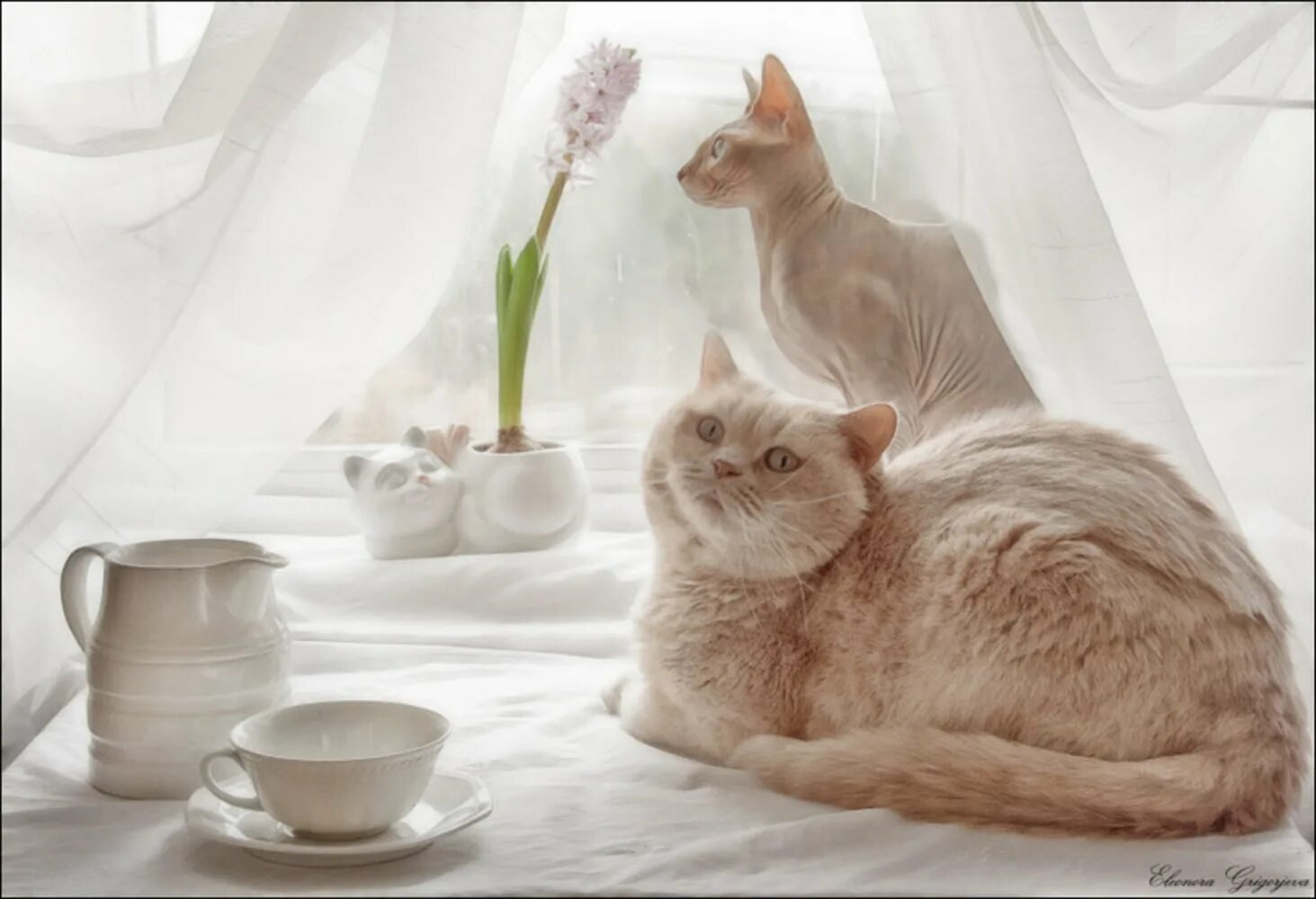 Утро котики картинки. Кот утро. Доброе утро с кошками. Доброе утро котик. Нежное утро с кошками.