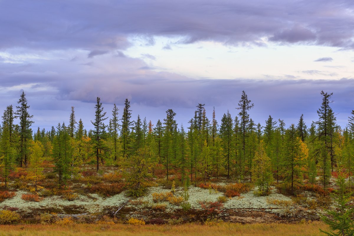 Растет ли ель в тундре. Ямало-Ненецкий автономный округ лесотундра. Ямал Ноябрьск природа. Финляндия лесотундра тундра. Тундра в Ноябрьске.