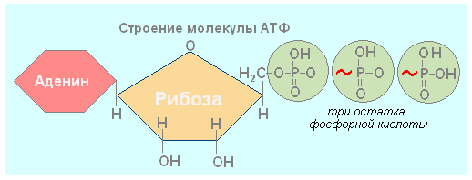 Схема строения АТФ. Схема структуры молекулы АТФ. Схема строения нуклеотида АТФ. Схема молекулы АТФ И ее части.