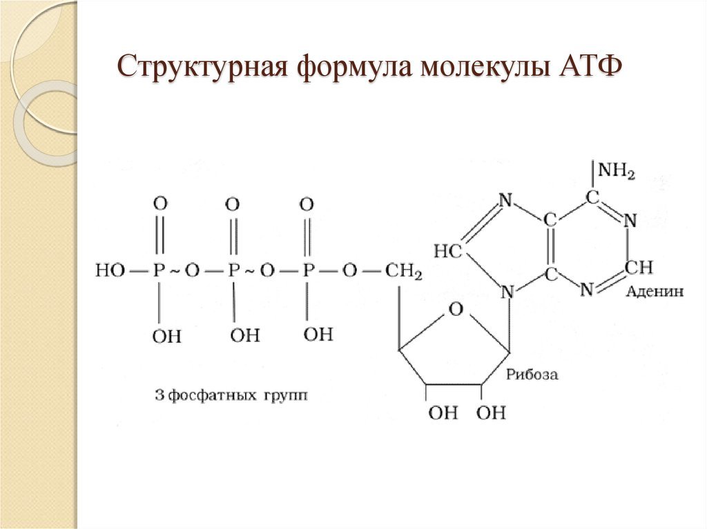 Атф структурная. Структура АТФ формула. Структурная формула молекулы АТФ. АТФ формула биохимия. Формула АТФ структурная строение.