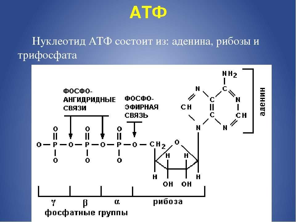Химические связи атф. Формула нуклеотида АТФ. Химическое строение АТФ. Схема строения АТФ. Молекула АТФ формула.