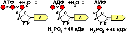 Молекула атф схема. Схема превращения АТФ В АДФ. Гидролиз макроэргических связей молекулы АТФ.