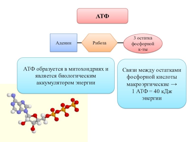 Клетка содержит атф. Строение молекулы АТФ. Строение АТФ И АДФ. АТФ молекулярное строение. Структура АТФ схема.