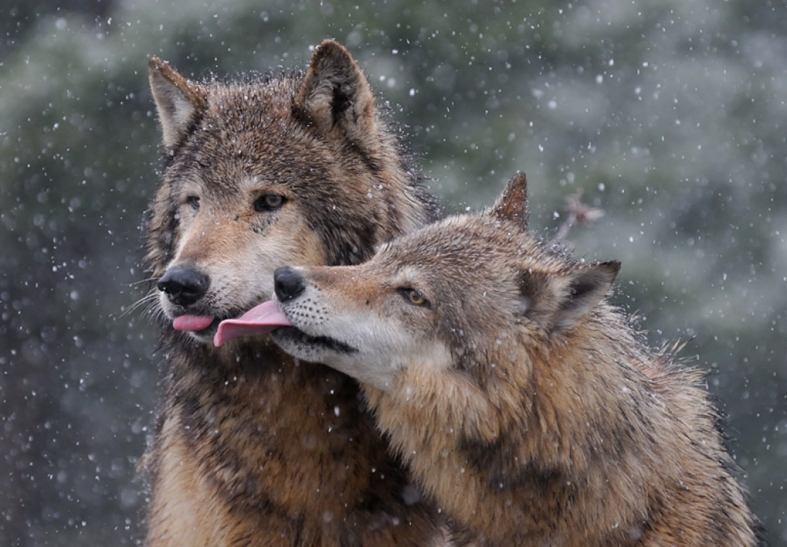 Верность волчица волк и волчица