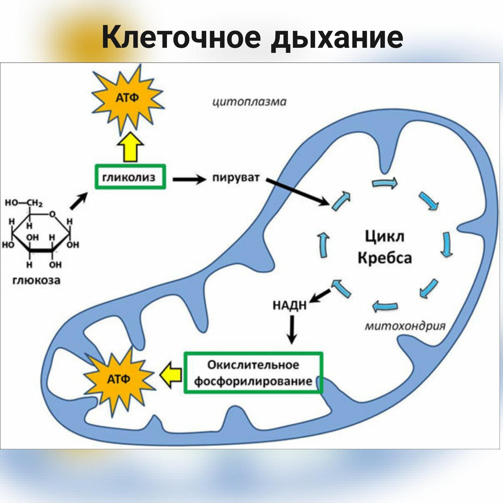 Синтез атф цикл кребса. Схема клеточного дыхания цикл Кребса. Синтез Глюкозы в митохондриях. Энергетический обмен в митохондриях схема.