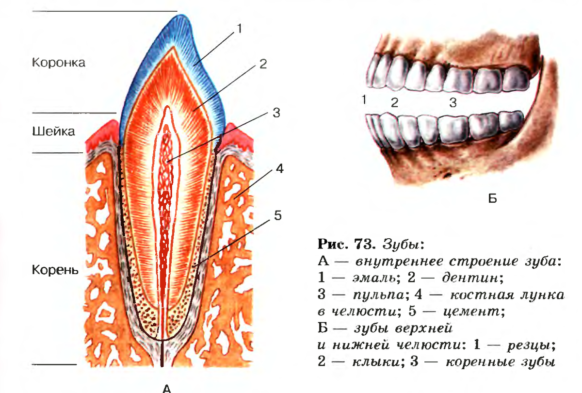 В какую систему входит зуб. Зубы: резцы, клыки, коренные зубы.. Строение зуба биология 8 класс биология. Строение зуба человека челюсть анатомия. Схема анатомического строения зуба.