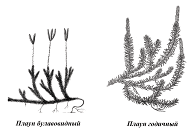 Строение плауна