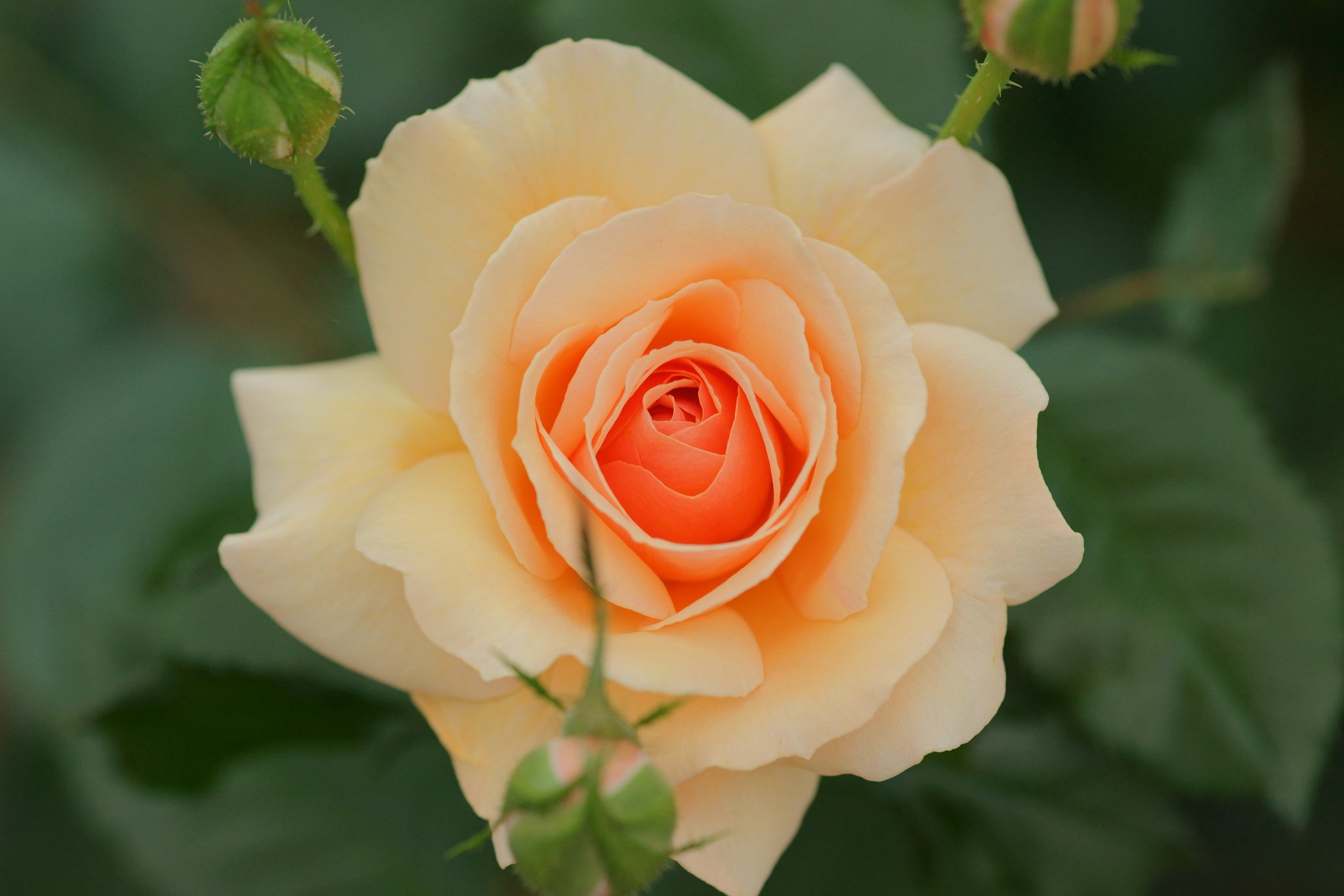 чайная роза розовая фото