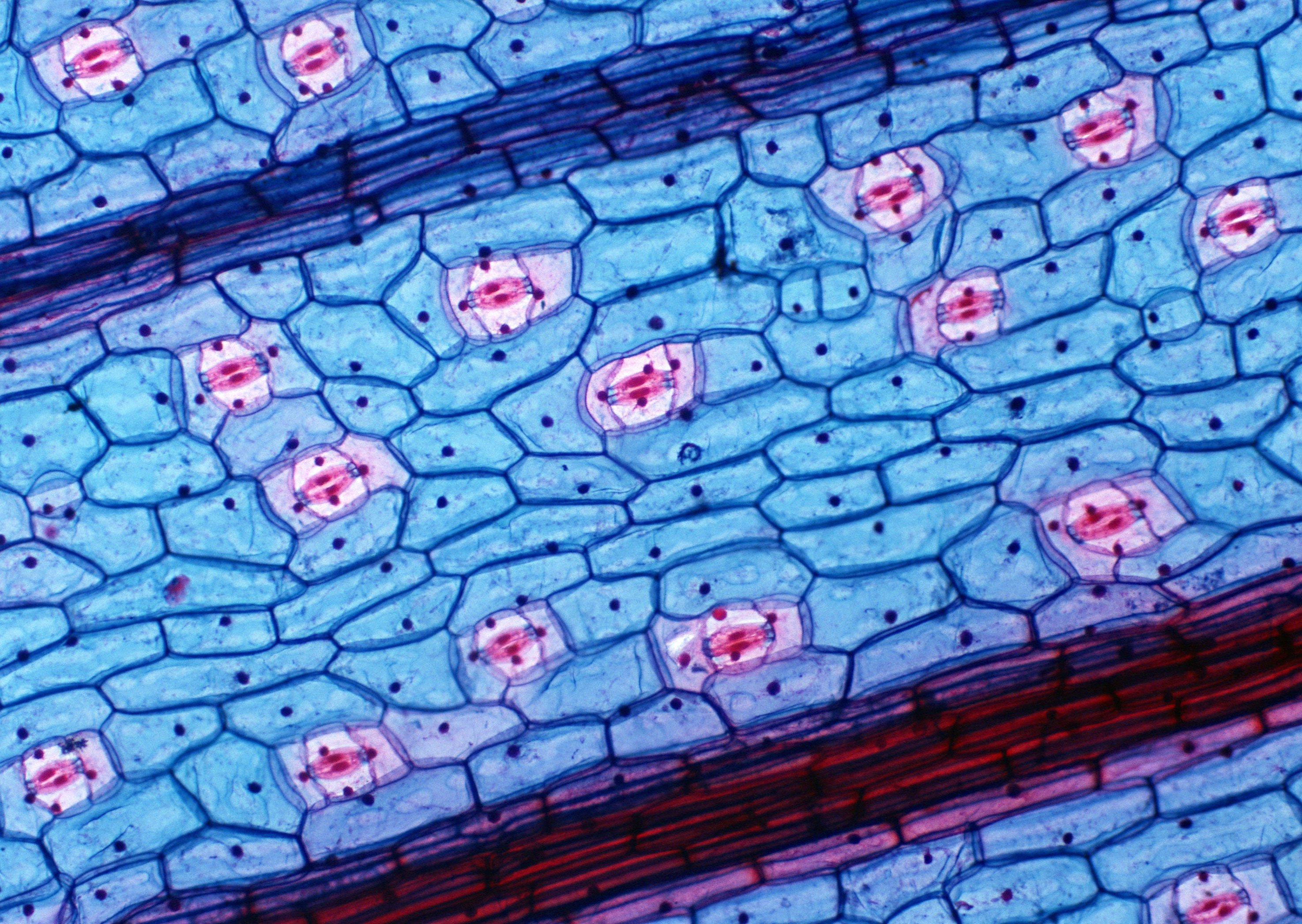 Рисунок группы клеток. Строение живой клетки под микроскопом. Клетка организма человека под микроскопом. Живая клетка в микроскопе. Клетка человека под микроскопом.