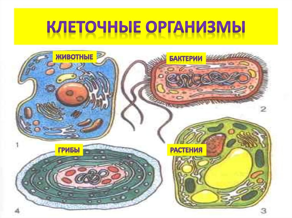 Живые организмы имеют клеточное строение