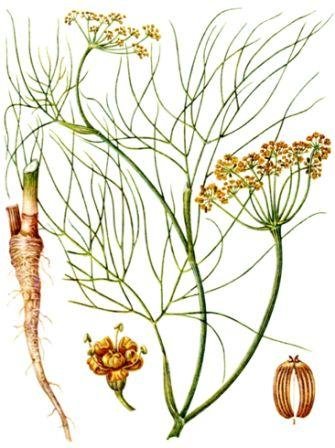 Укроп пахучий - Anethum graveolens