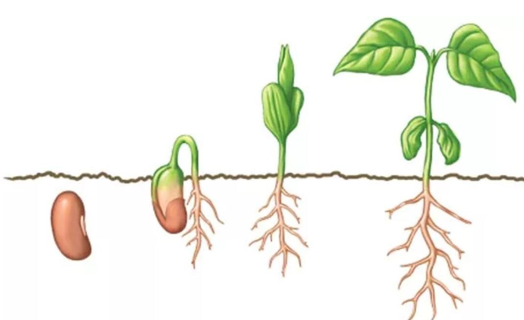 Главный корень у семени. Цикл прорастания фасоли семян. Корневая система проростка фасоли. Проросток семени фасоли рисунок. Проростки двудольных растений фасоль горох.