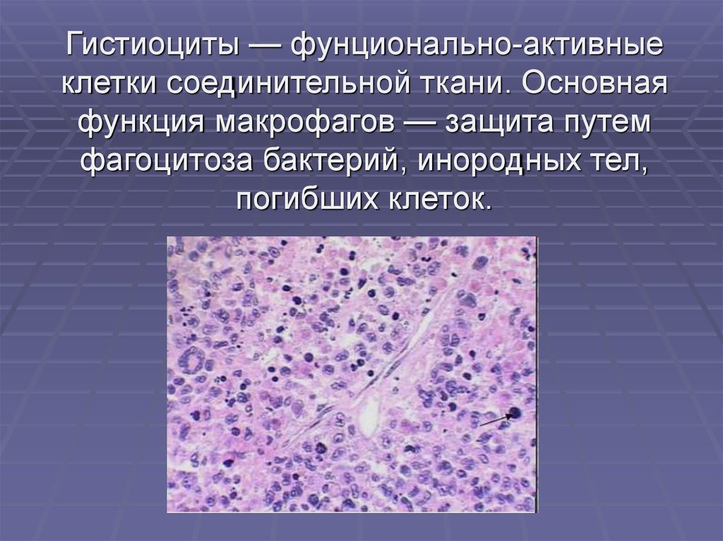 Макрофаги в тканях. Гистиоциты соединительной ткани. Функции гистиоцитов соединительной ткани. Макрофаги гистология. Функции макрофагов соединительной ткани.
