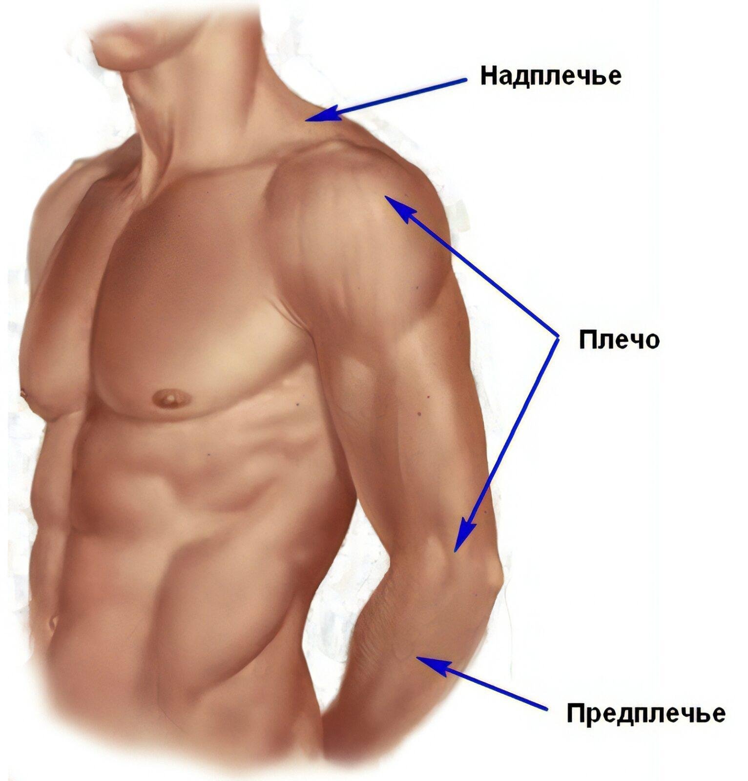 Плече це. Где плечо у человека и предплечье. Анатомия плечо и предплечье. Название частей руки. Части руки человека названия.