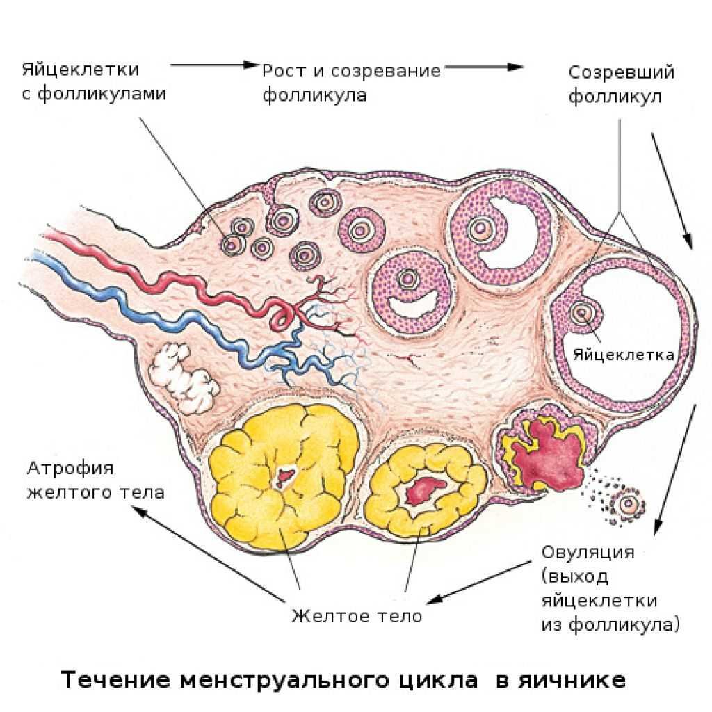 Фолликулярная овуляция. Внутреннее строение яичника схема. Внутреннее строение яичника анатомия. Внутренне строение яичника. Схематическое изображение микроскопического строения яичника.