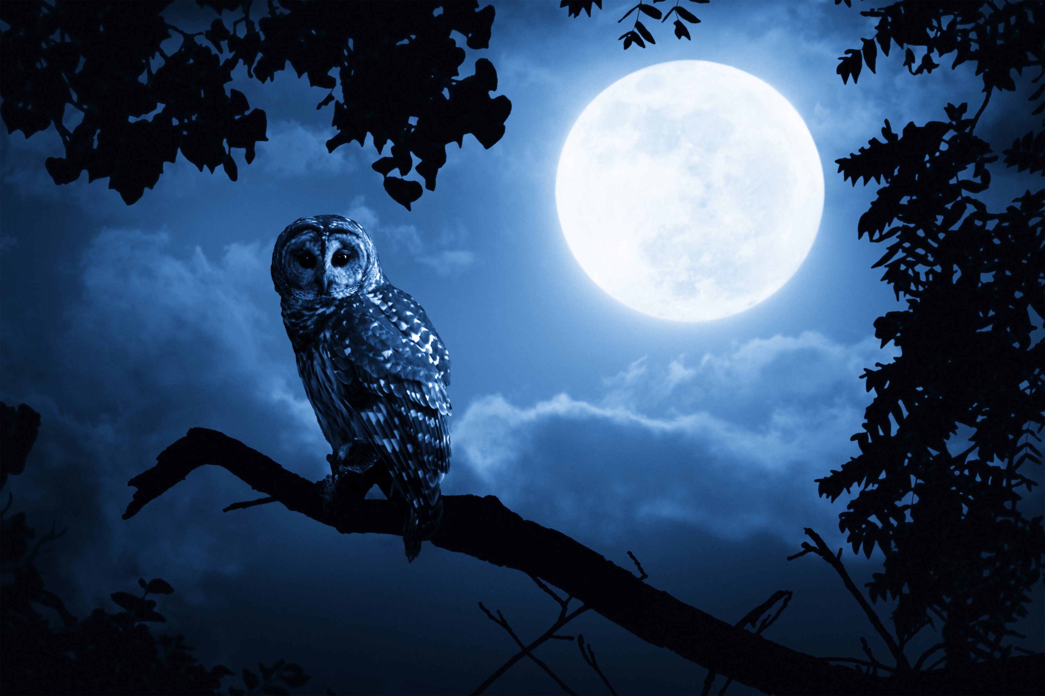 Песни ночных сов читать. Ночная Сова.(Night Owl).1993. Красивые ночные птицы. Филин ночью. Ночь Луна Сова.