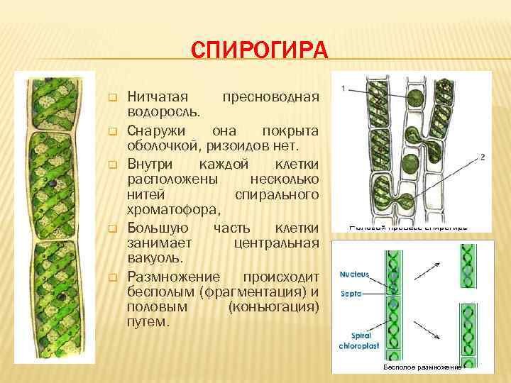 Спирогира какая группа растений