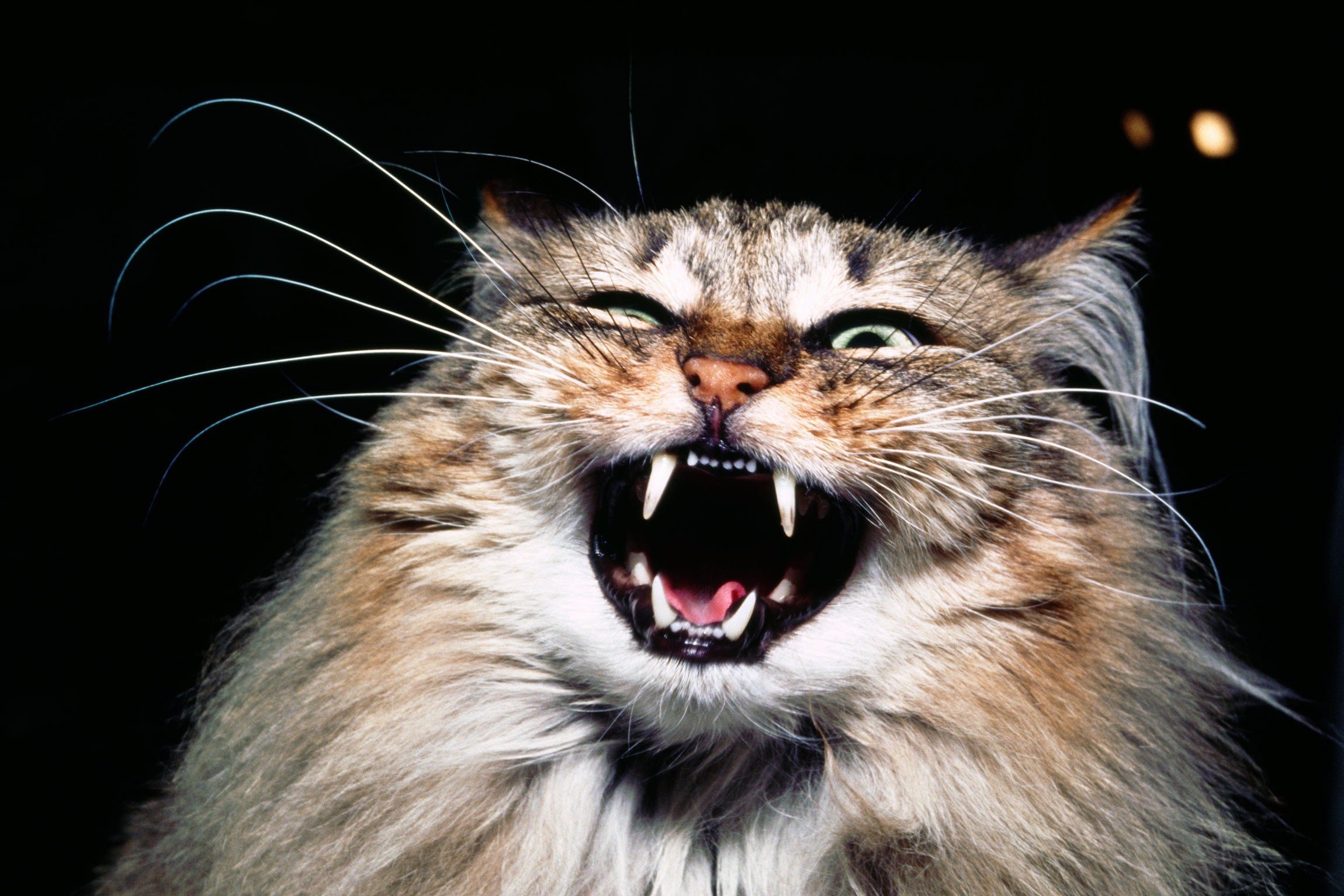 Звуки злых котов слушать. Злой кот. Бешеные коты. Злой кот Мем.