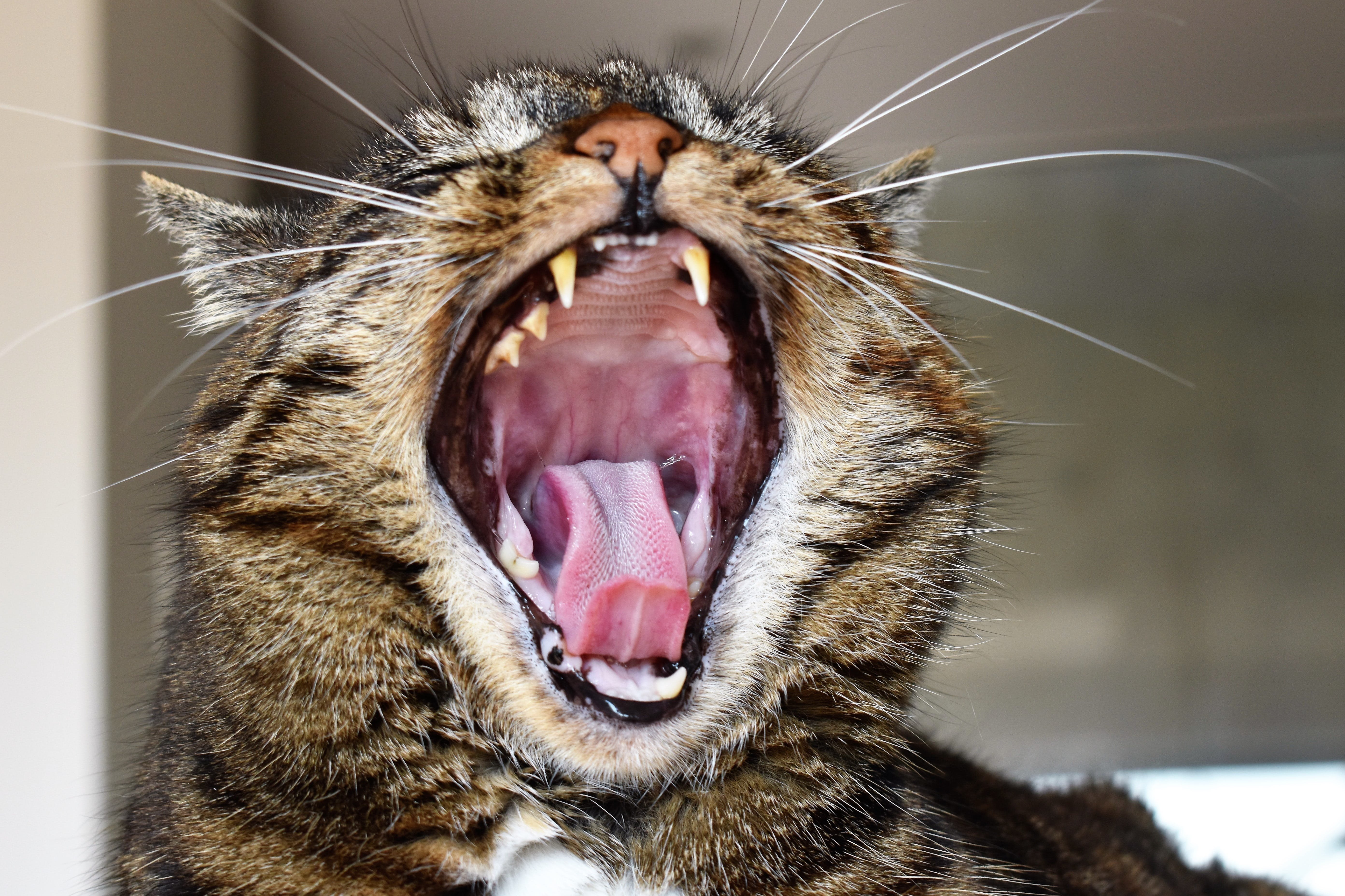 Кошка без зубов. Кот зевает. Орущий кот.