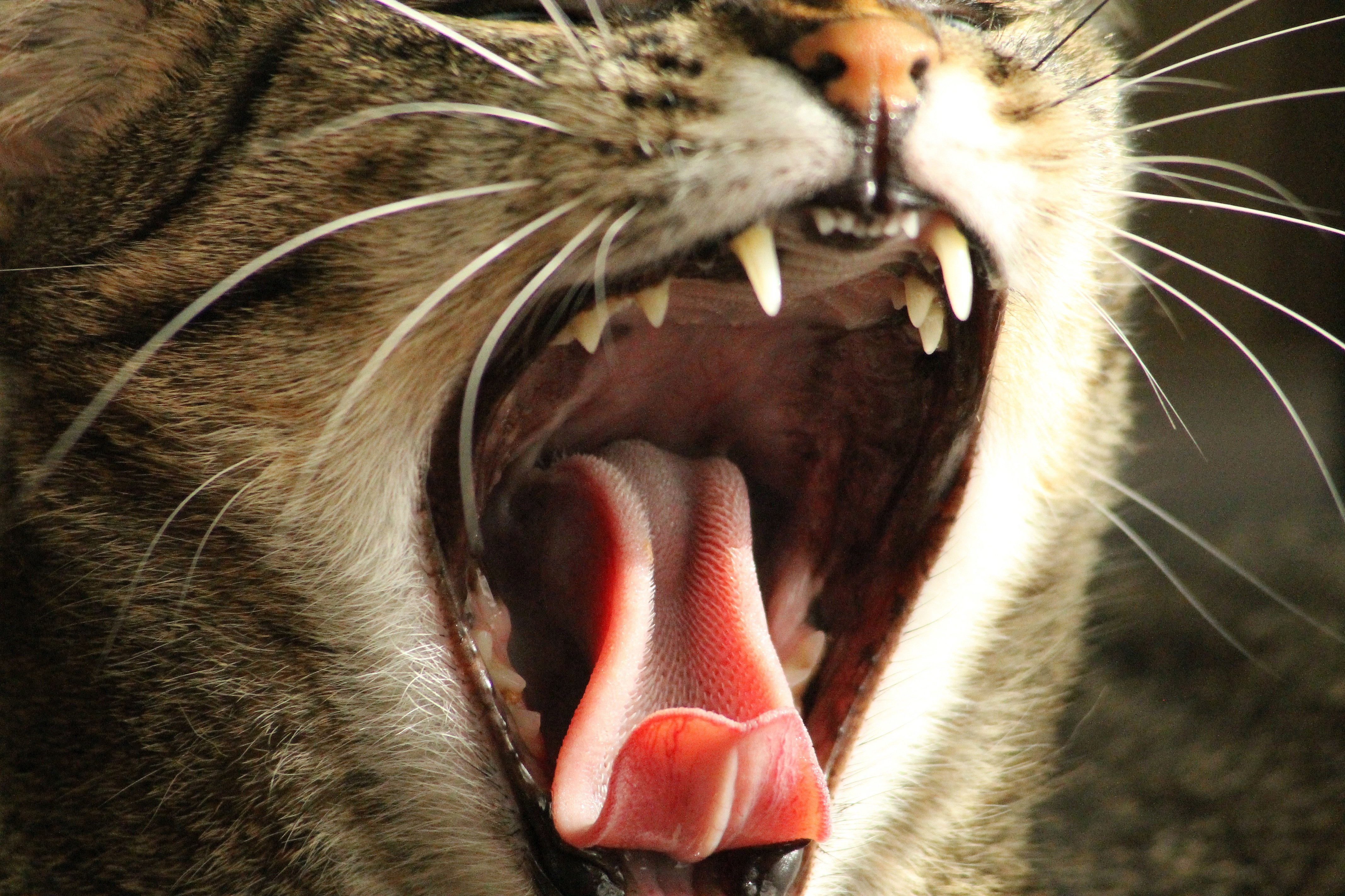 Включи язык зверей. Кот с открытой пастью.