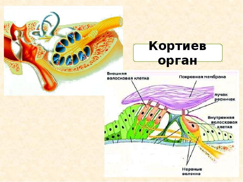 Чувствительные клетки внутреннего уха. Строение Кортиева органа улитки внутреннего уха. Строение улитки и Кортиева органа. Кортиев орган внутреннего уха. Ухо строение Кортиев орган.