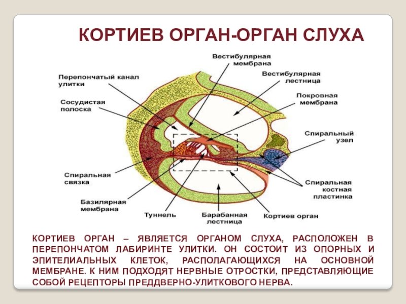 Клетки волосков улитки. Спиральный Кортиев орган анатомия. Схема строения Кортиева органа. Спиральный (Кортиев) орган расположен на. Внутреннее ухо Кортиев орган.