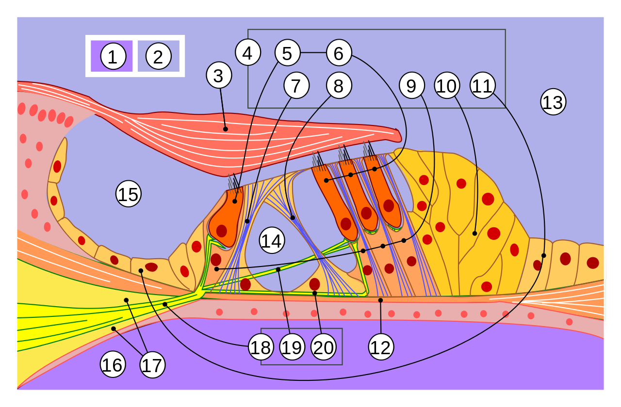 Волосковые клетки органа Корти. Внутреннее ухо Кортиев орган. Строение Кортиева органа. Кортиев орган строение. Чувствительные клетки внутреннего уха