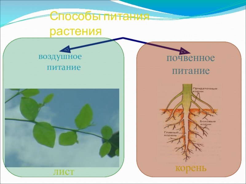Воздушное питание корня. Способы питания растений. Воздушное и почвенное питание. Схема питания растений. Почвенное питание растений.