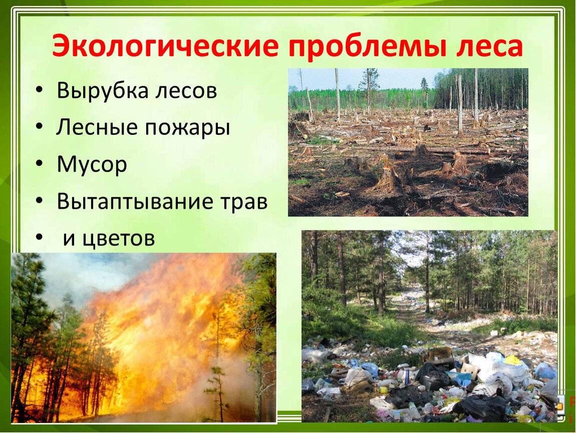Лесные проблемы россии