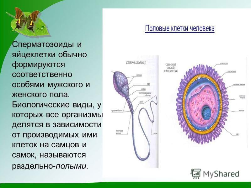 Женские половые клетки образуются в процессе. Строение половых клеток сперматозоид. Строение половых клеток рисунок. Строение яйцеклетки млекопитающего. Строение яйцеклетки и спермия.
