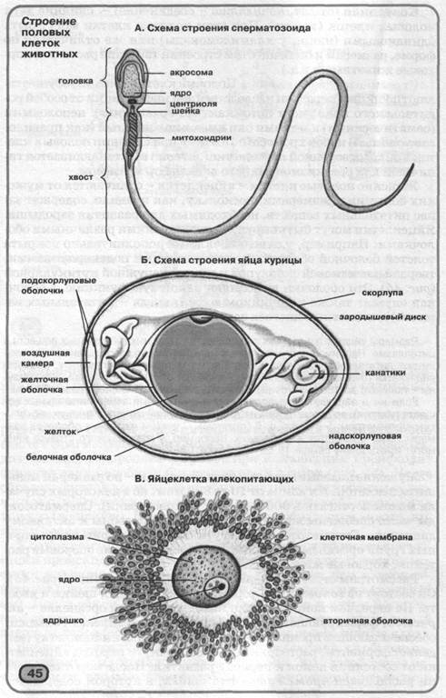 Первичные мужские половые клетки. Схема строения яйцеклетки. Строение яйцеклетки биология. Строение яйцеклетки биология 10. Схема строения яйцеклетки млекопитающих.