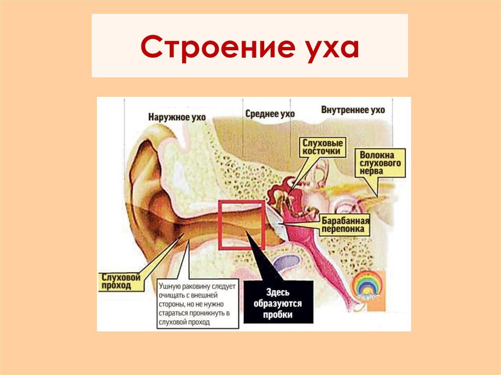 Строение уха человека описание. Схема строения наружного среднего и внутреннего уха. Наружное ухо среднее ухо внутреннее ухо строение. Строение уха вид сбоку. Строение среднего уха схема.