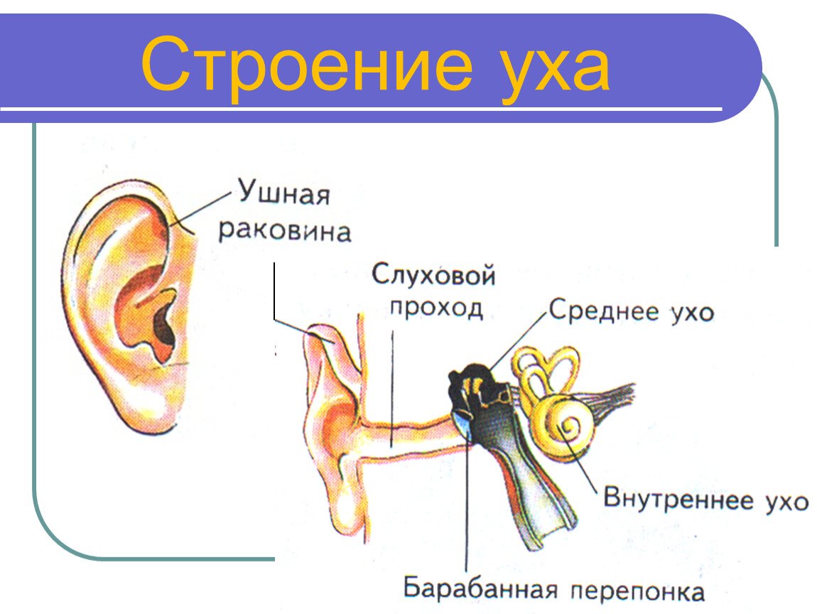 Верные признаки органов слуха человека. Схема строения органа слуха человека. Уши орган слуха 3 класс окружающий мир. Строение уха человека схема для детей. Строение уха человека для детей.