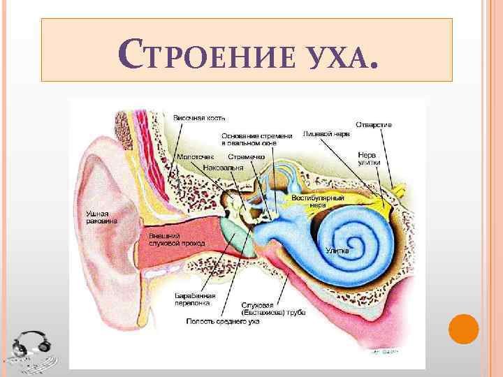 Из каких отделов состоит ухо. Рис 66 строение уха. Структура уха биология 8 класс. Строение среднего уха человека схема. Внутреннее ухо строение биология.