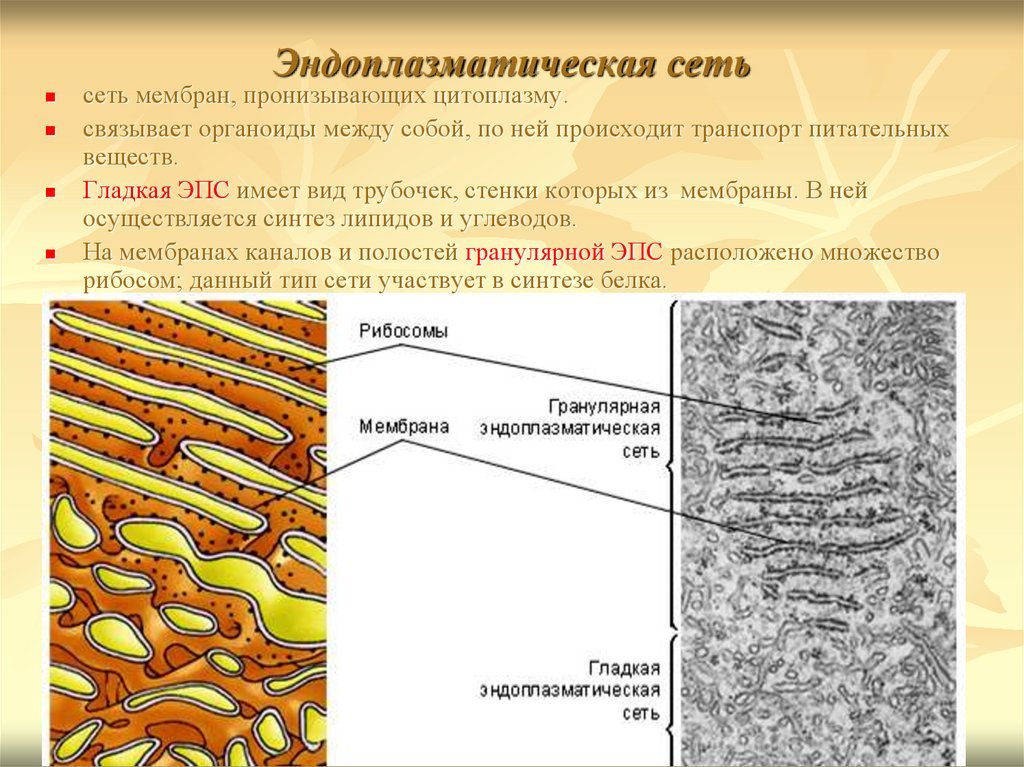 Хлоропласт и эндоплазматическая сеть