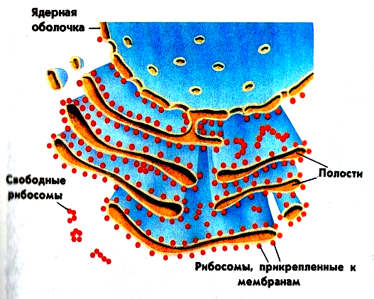 Гладкая эндоплазматическая сеть рисунок