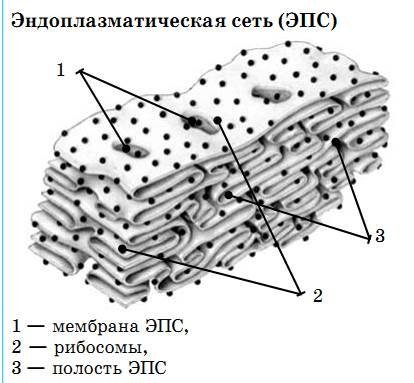 Эндоплазматическая сеть гладкая и шероховатая
