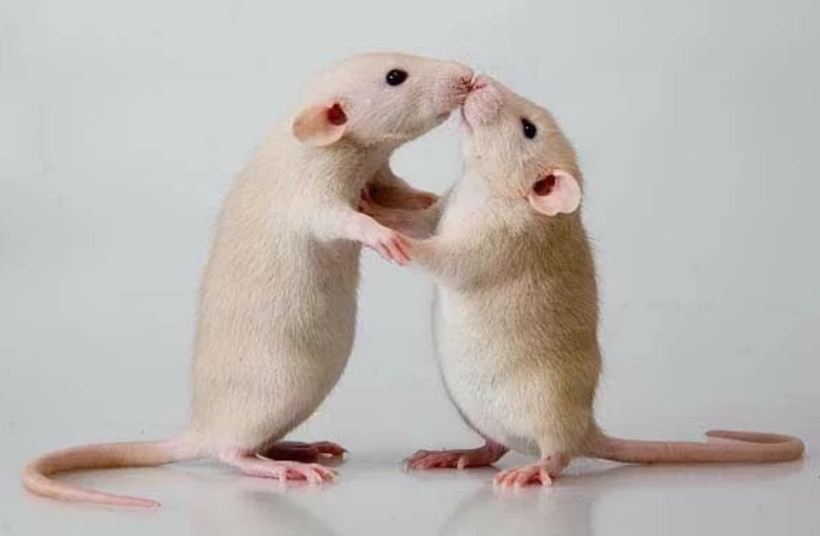 Мыши пара. Две мыши. Две милые крысы. Пара крыс. Влюбленные крысы.