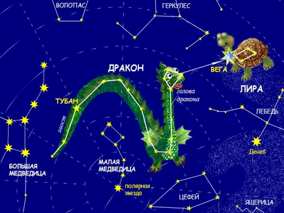Название звезды на востоке. Созвездие дракона на карте звездного неба для детей. Созвездия Северного полушария дракон. Звезда Тубан в созвездии дракона. Созвездие дракона между медведицами.