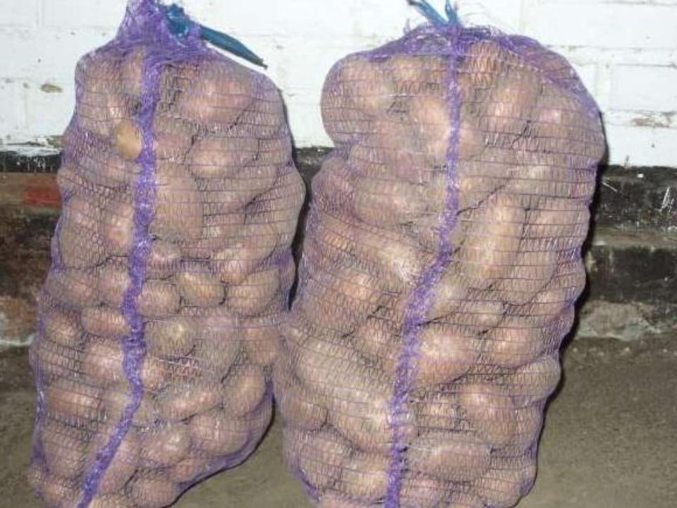 Мешок картошки сколько кг. Картофель в мешках. Килограмм картошки. Мешок картошки. Мешок картошки 50 кг.