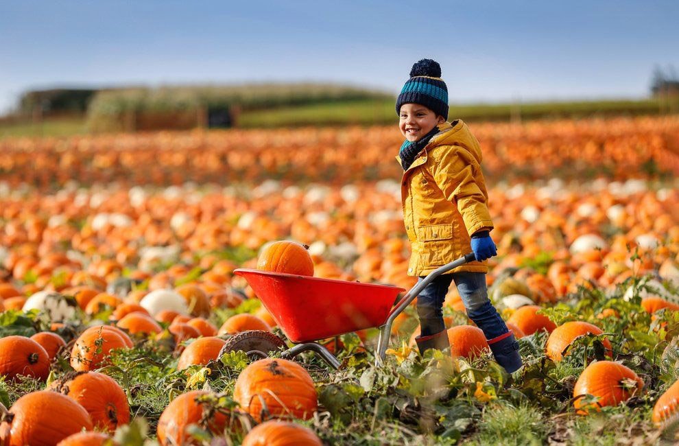 Начинается сбор урожая. Осенний сбор урожая. Осенью забирают урожай. Осень собираем урожай. Осень урожай дети.