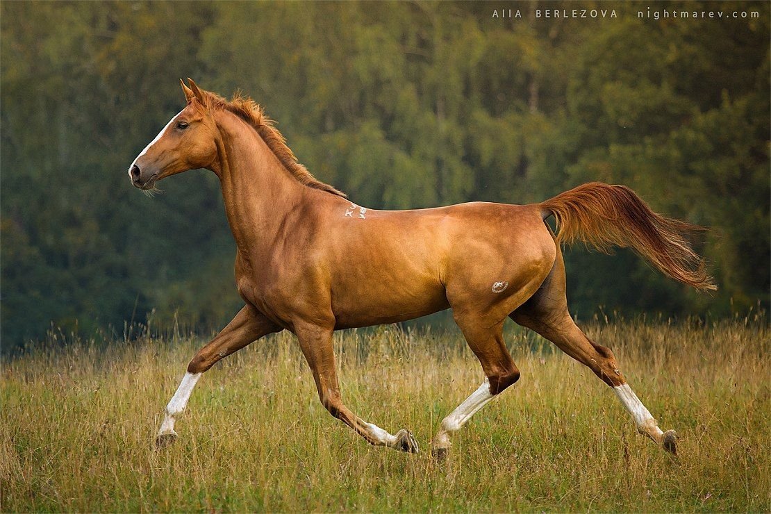 Лошадка рысь. Ахалтекинская лошадь Рысь. Хорс Хевен лошади. Аппалуза лошадь. Рысь Аллюр лошади.
