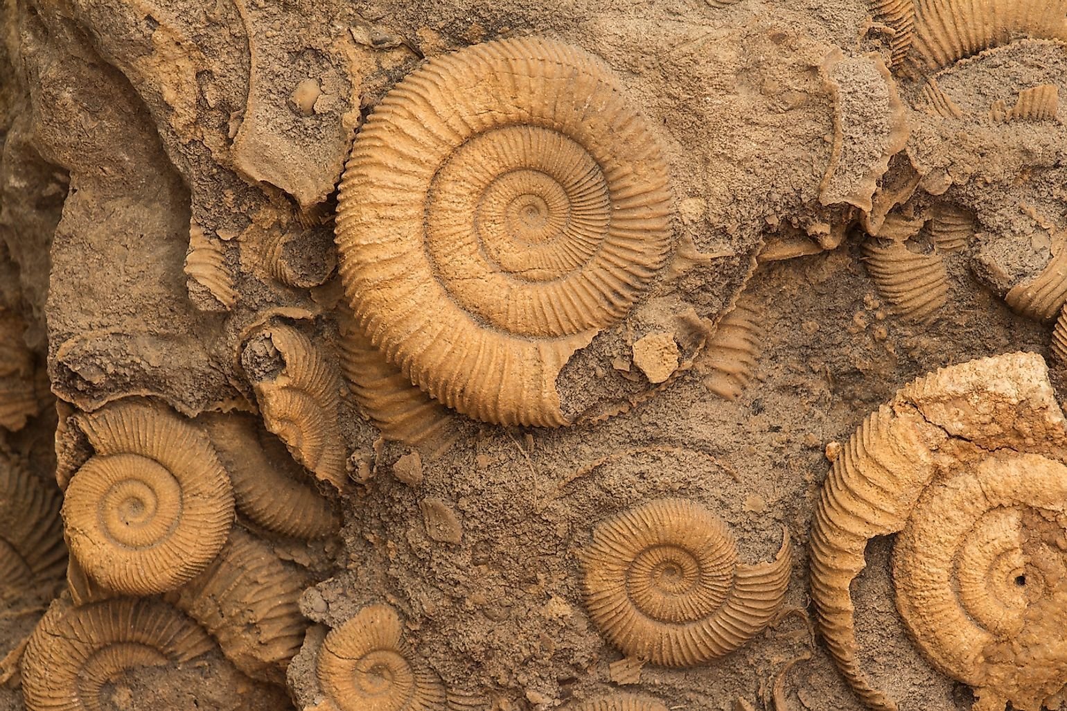 Наука изучающая развитие живой природы по окаменелостям