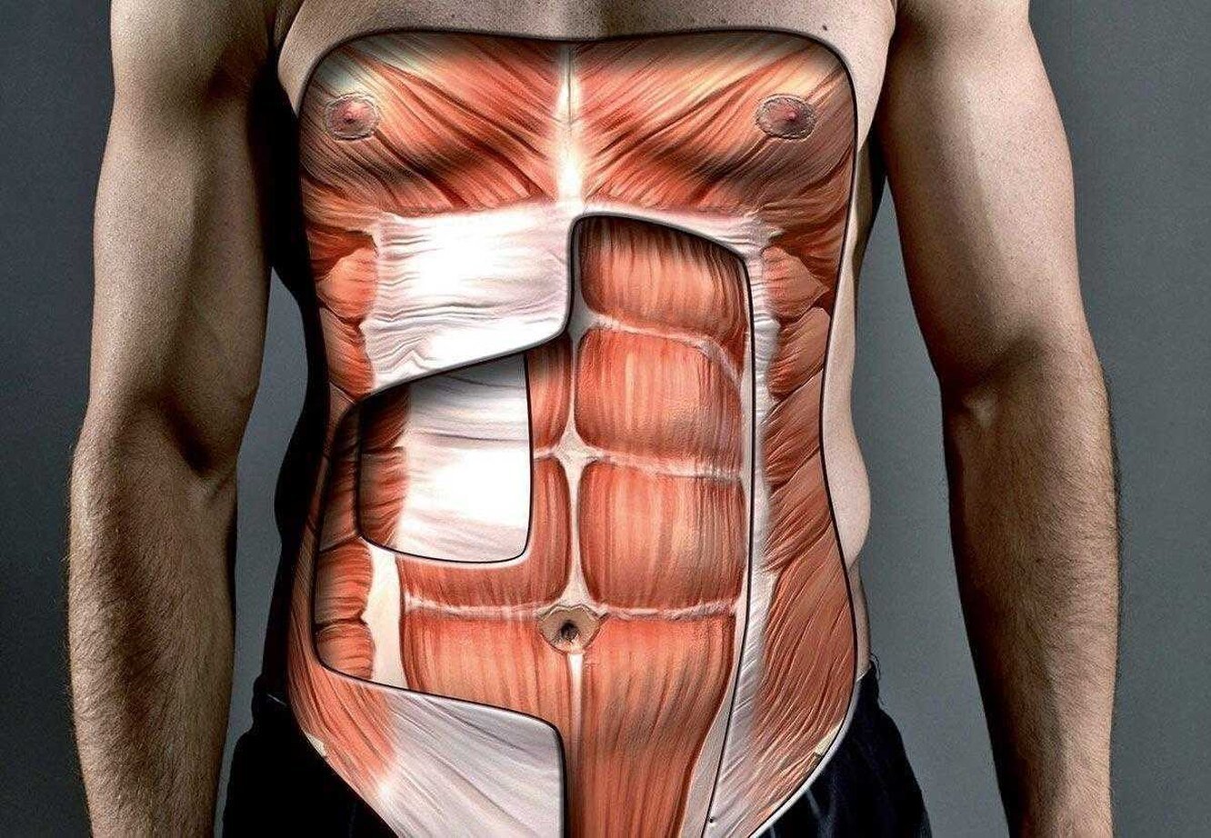 Сильные мышцы живота. Пирамидальная мышца живота анатомия. Obliquus externus abdominis. Мышцы пресса. Мышцы брюшного пресса.