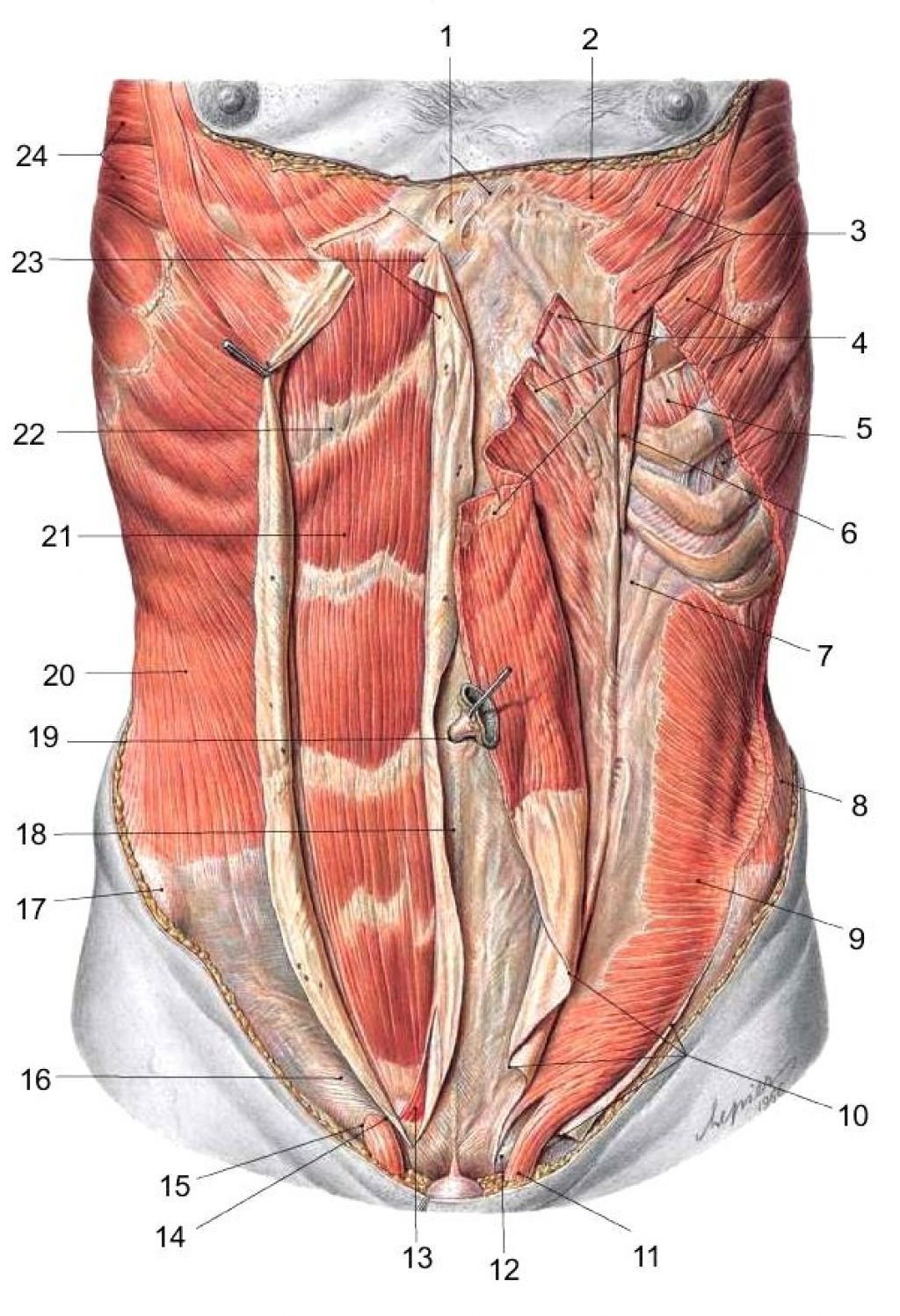 Прямая мышца где. Атлас Неттера передняя брюшная стенка. Мышцы живота послойно анатомия. Rectus abdominis.