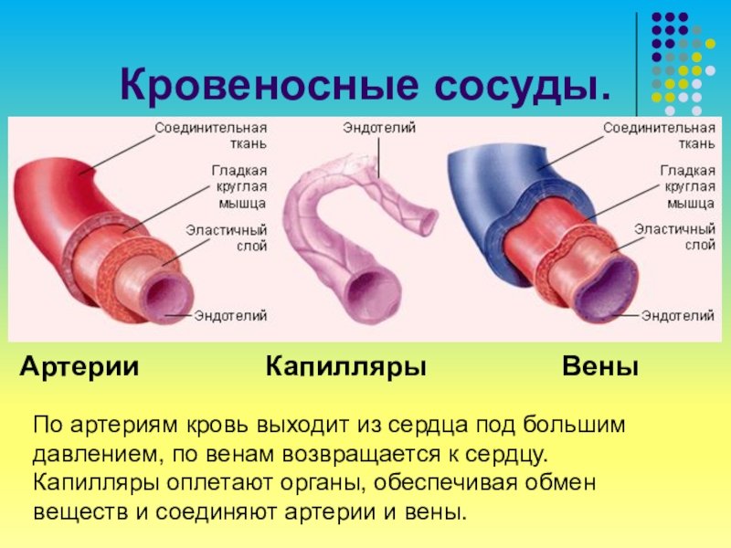 Вены характеризуются. Схема строения кровеносных капилляров. Строение сосудов артерий вен капилляров. Строение артерии вены и капилляры. Строение артерии вены и капиляр.